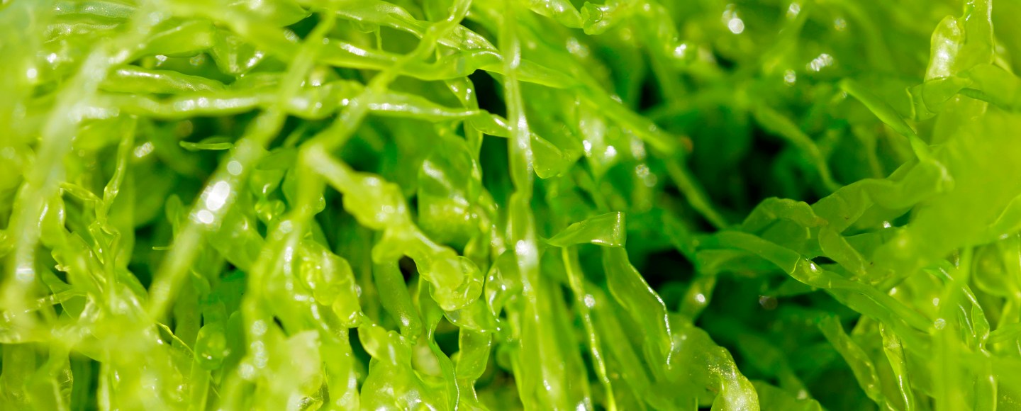 Seaweed Research Steinhagen Dr. Sophie Steinhagen