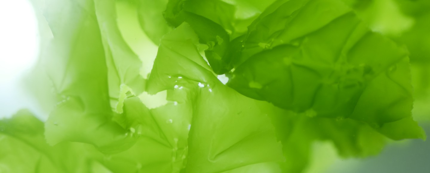 Seaweed Research Steinhagen Dr. Sophie Steinhagen