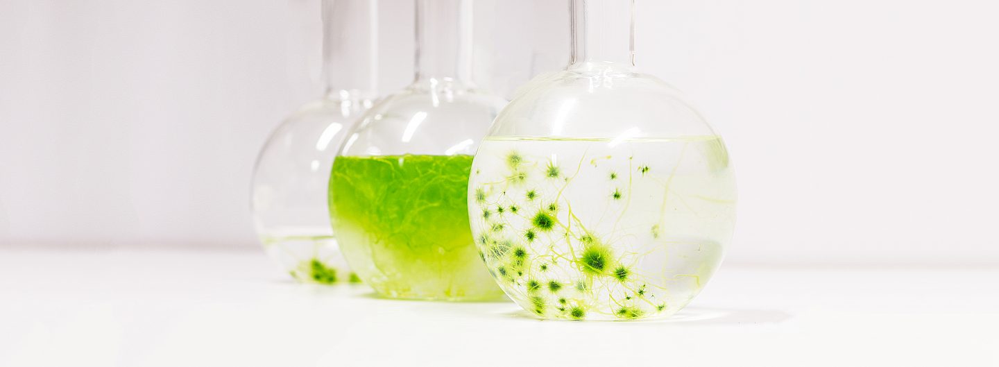 Sophie Steinhagen – Seaweed Research