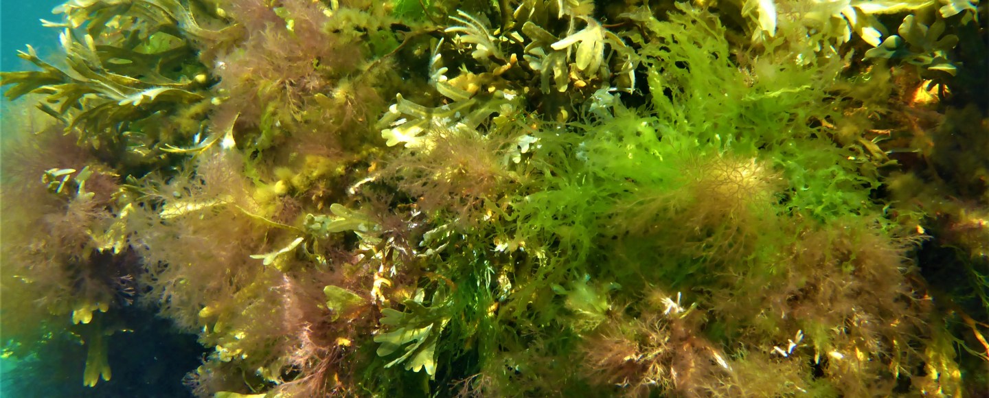 Seaweed Research STeinhagen Dr. Sophie Steinhagen