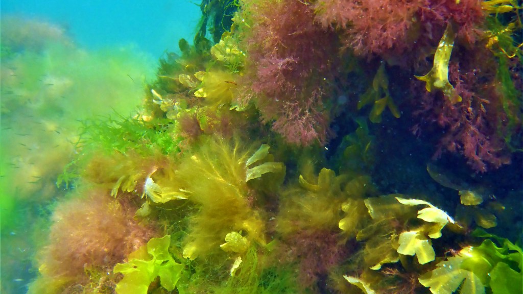 Seaweed Research Steinhagen Swedish Coasts