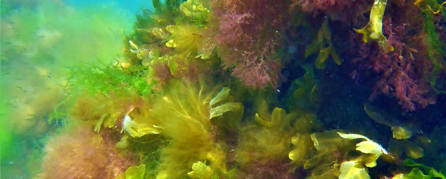 Seaweed Research Steinhagen Swedish Coasts