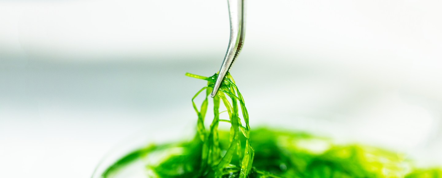 Seaweed Research Steinhagen Dr. Sophie Steinhagen