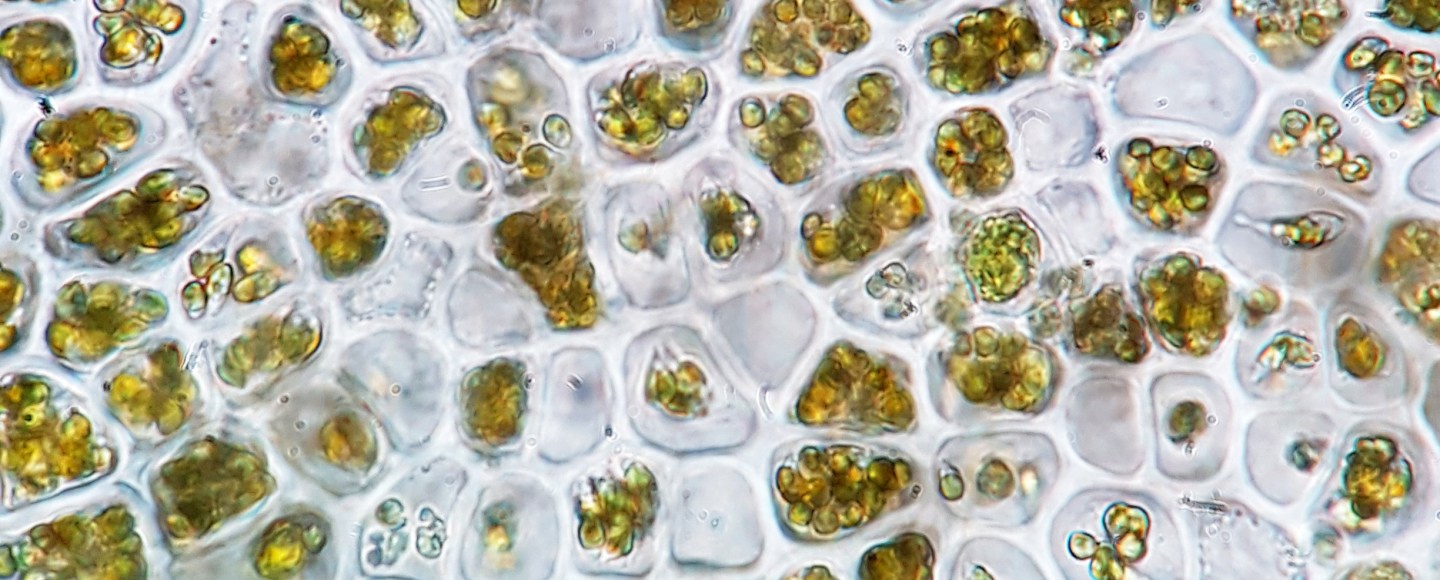 Seaweed Research Steinhagen Dr. Sophie Steinhagen