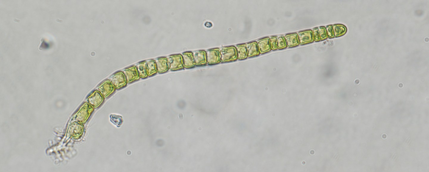 Seaweed Research Steinhagen Ulva Intestinalis Dr. Sophie Steinhagen