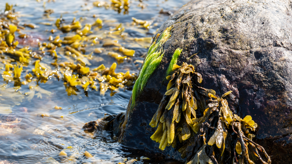 Sophie Steinhagen seaweeds algae marine biology