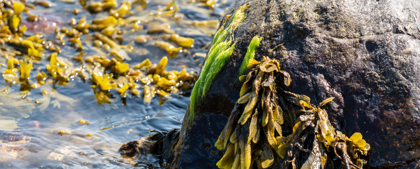 Sophie Steinhagen seaweeds algae marine biology