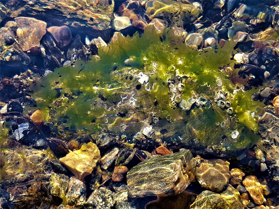 Biodiversity of foliose monostromatic green algae in the Baltic Sea ...